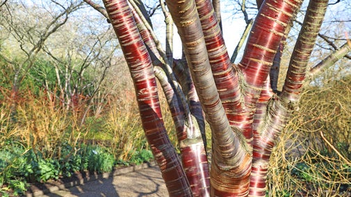 Tibetan Cherry Tree on the Winter Walk at Anglesey Abbey, Cambridgeshire
